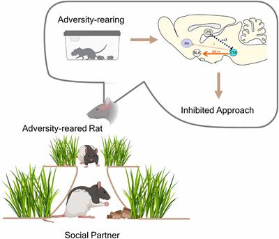 Social Regulation of Negative Valence Systems During Development